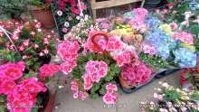 IMG_20240514_090425306_HDR