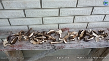 IMG_20240529_171953850