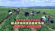 01_JAGODE_PRIDVORICA_NASLOVNA00