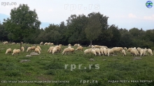 PozadinaOvce2